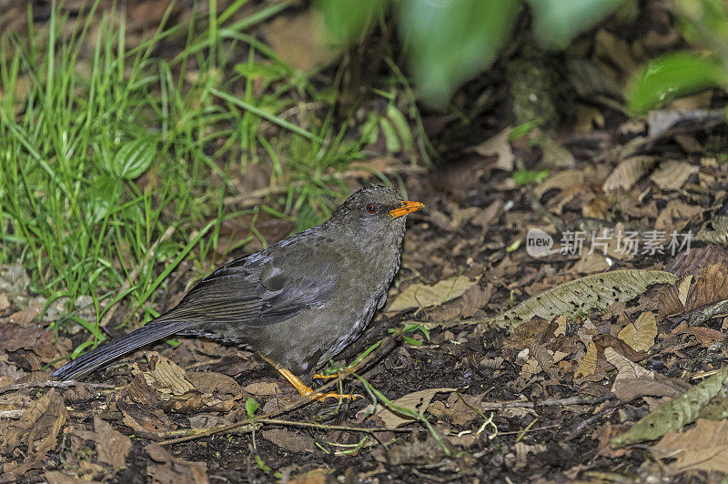 大画眉- Turdus fuscater